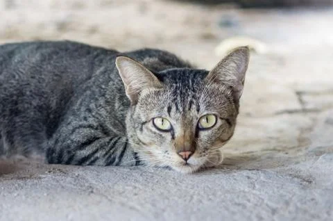 Thai cat Stock Photos