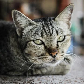 Thai cat Stock Photos