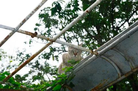 Thai cat Stock Photos