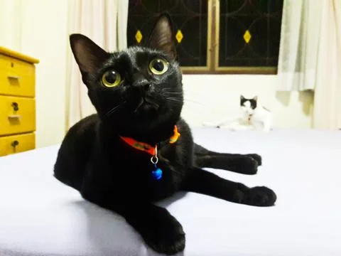 Thai Cat Stock Photos