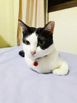 Thai Cat Stock Photos