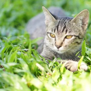 Thai cat Stock Photos