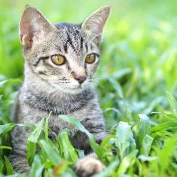 Thai cat Stock Photos