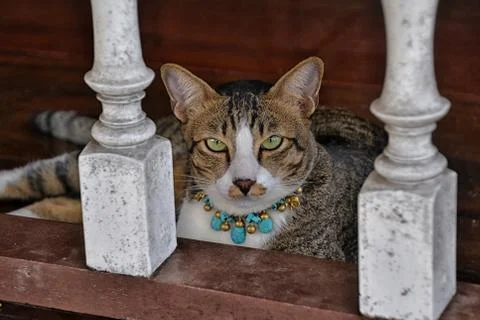 Thai cat Stockfoto's