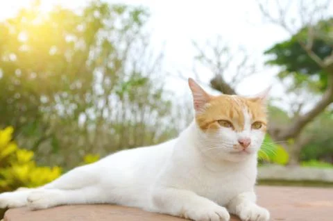 Thai cat Stock Photos