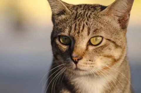 Thai cat Stock Photos