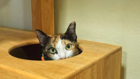 Thai cat Stock Photos