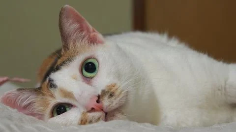 Thai cat Stock Photos