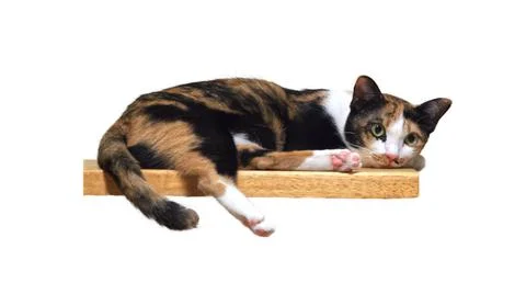 Thai Cat Stock Photos