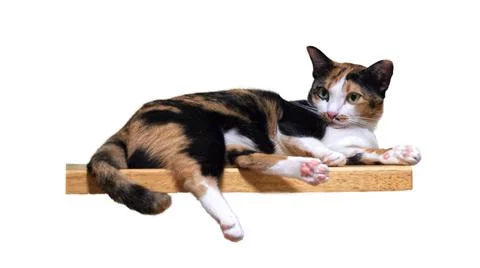 Thai Cat Stock Photos