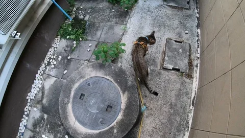 Thai cat playing on the field Stock Footage 101767763