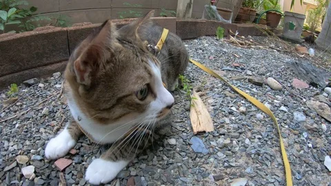 Thai cat playing on the field Видео 101767877