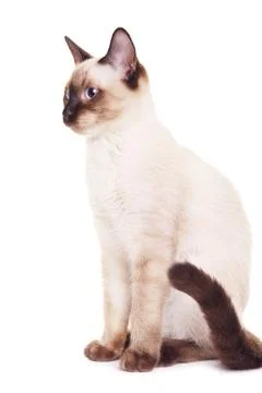 Thai Cat Portrait Stock Photos
