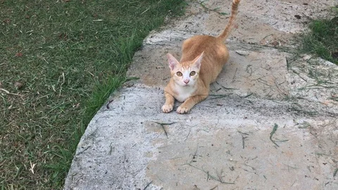 Thai cat rest on cement ground in garden. Stock Footage 90302441