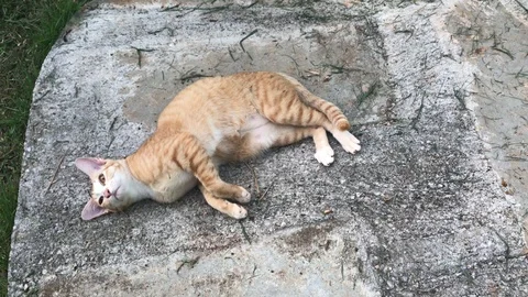 Thai cat rest on cement ground in garden. Stock Footage 90302518
