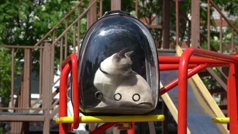Thai cat rides a carousel. The cat is sitting in a carrier backpack with a tr 動画素材 199102670