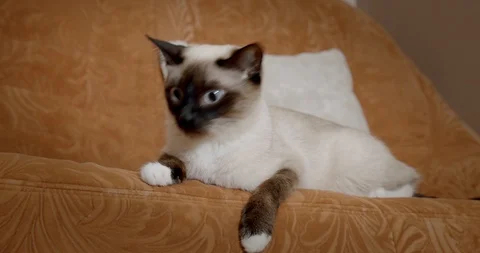 Thai cat Siamese cat lying on the couch Stock Footage 122953016