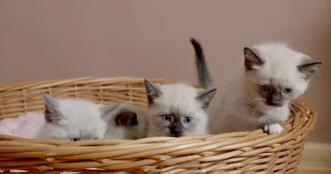 Thai cat Siamese kitten gets out of the basket and looks at the camera Stock Footage 122953308
