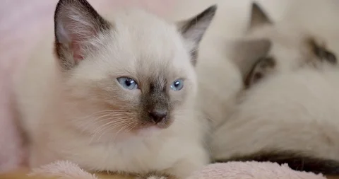Thai cat Siamese kittens sleep little kitten falls asleep Stock Footage 122952542
