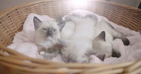 Thai cat Siamese kittens sleep little kittens in a basket. Wide shot Video stock 122952625