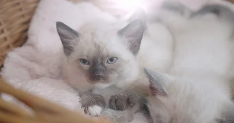 Thai cat Siamese kittens sleep little kittens in a basket Stock Footage 122952806