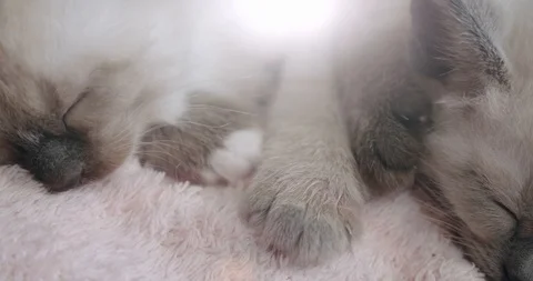 Thai cat Siamese kittens sleep little kittens in a basket. Close up. move camera Stock Footage 122952883