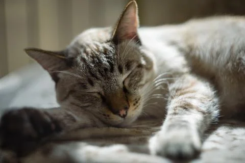 Thai cat is sleeping on the couch light color Stock Photos