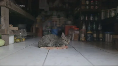 Thai cat sleeping Video stock 100537327
