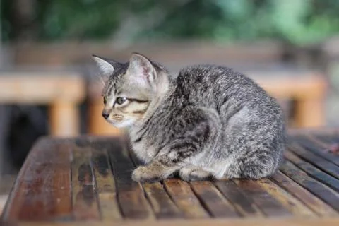 Thai cat small background blurred 스톡 사진