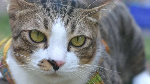 Thai cat smile on the field on blurred tree background for animal Stock-Footage 107092878