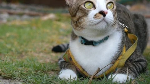 Thai cat smile on the field on blurred tree background for animal Stock Footage 108309614