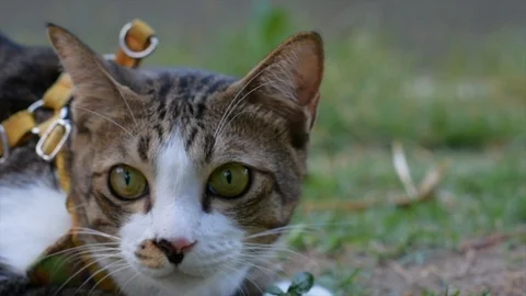 Thai cat smile on the field on blurred tree background for animal Stock Footage 108309734