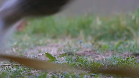 Thai cat smile on the field on blurred tree background for animal Stock Footage 108309750
