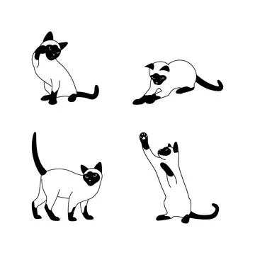 Thai cat vector set, cats in different poses Stock Illustration