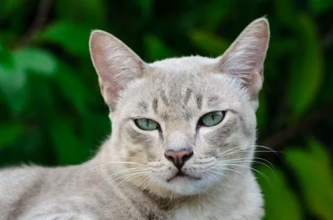 Thai cat is watching into camera. Stockfoto's