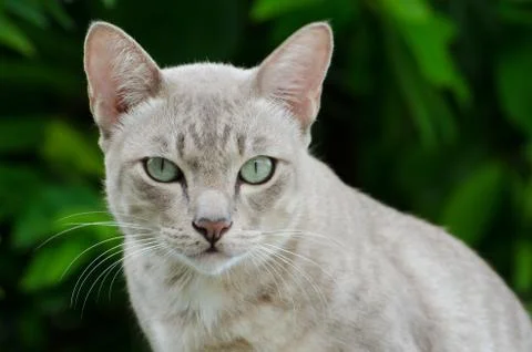 Thai cat is watching into camera. Stock Photos