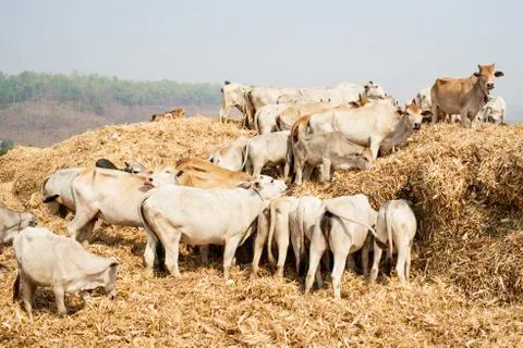 Thai Cattle Feeding Stock Photos