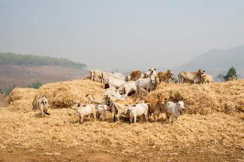 Thai Cattle Feeding Stock Photos