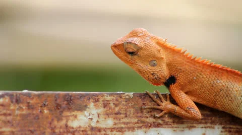 Thai chameleon Stock Footage 25692348