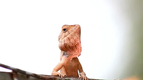 Thai chameleon Video stock 25696274