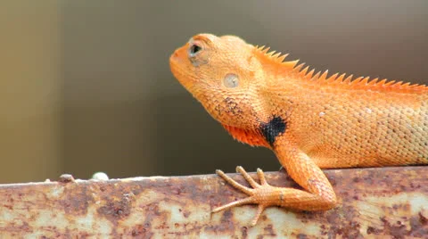 Thai chameleon Stock Footage 25697024