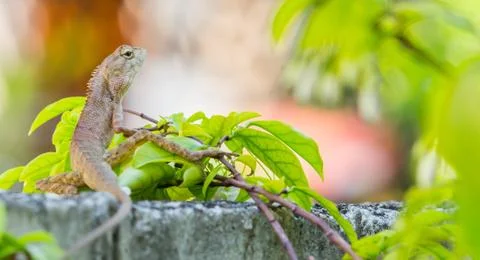 Thai chameleon Stock Photos