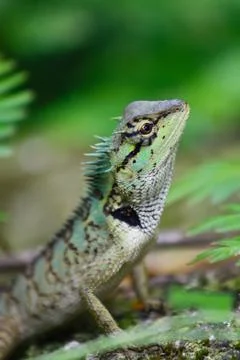 Thai chameleon Stock Photos