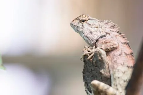 Thai chameleon Stock Photos