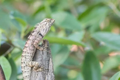 Thai chameleon Stock Photos