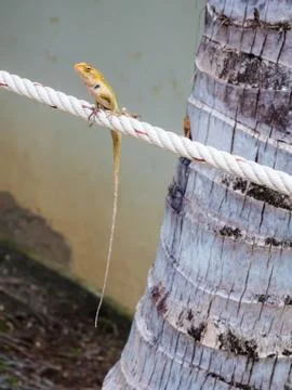 Thai chameleon Stock Photos