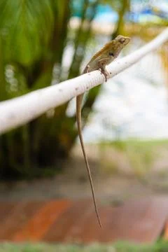 Thai chameleon Stock Photos