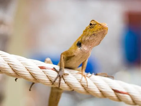 Thai chameleon Stock Photos