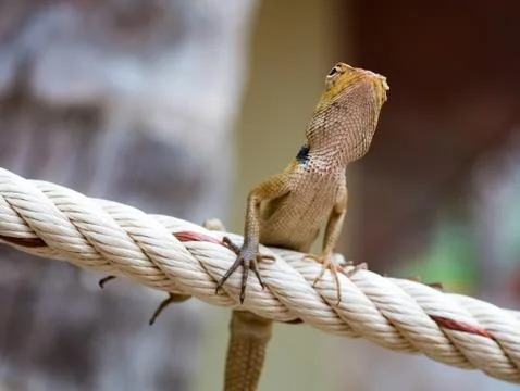 Thai chameleon Stock Photos