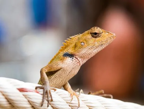 Thai chameleon Stock Photos